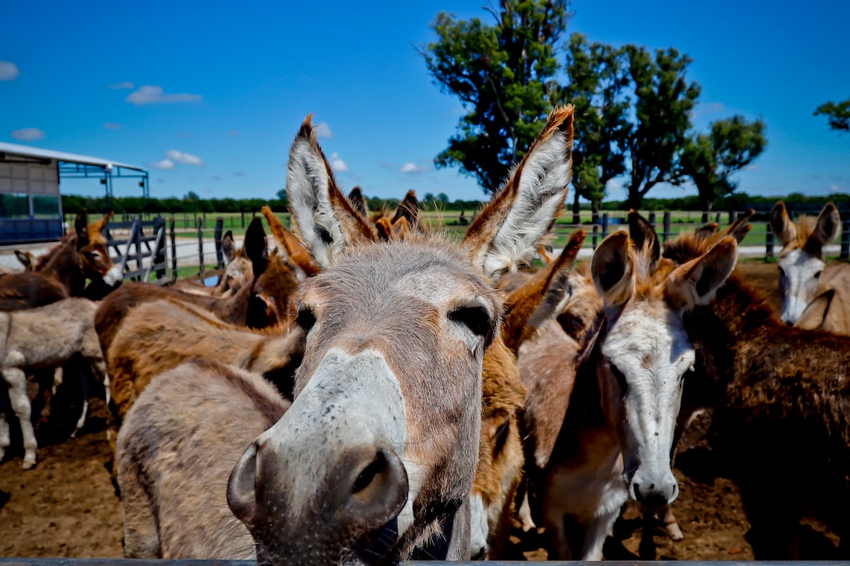Glaciares y burros | Opinión | EL PAÍS