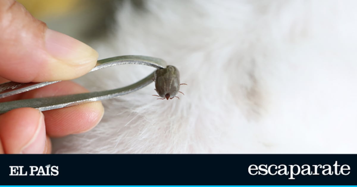 El juego de pinzas de Amazon para quitar garrapatas de forma rápida y segura | Estilo de vida | Escaparate | EL PAÍS