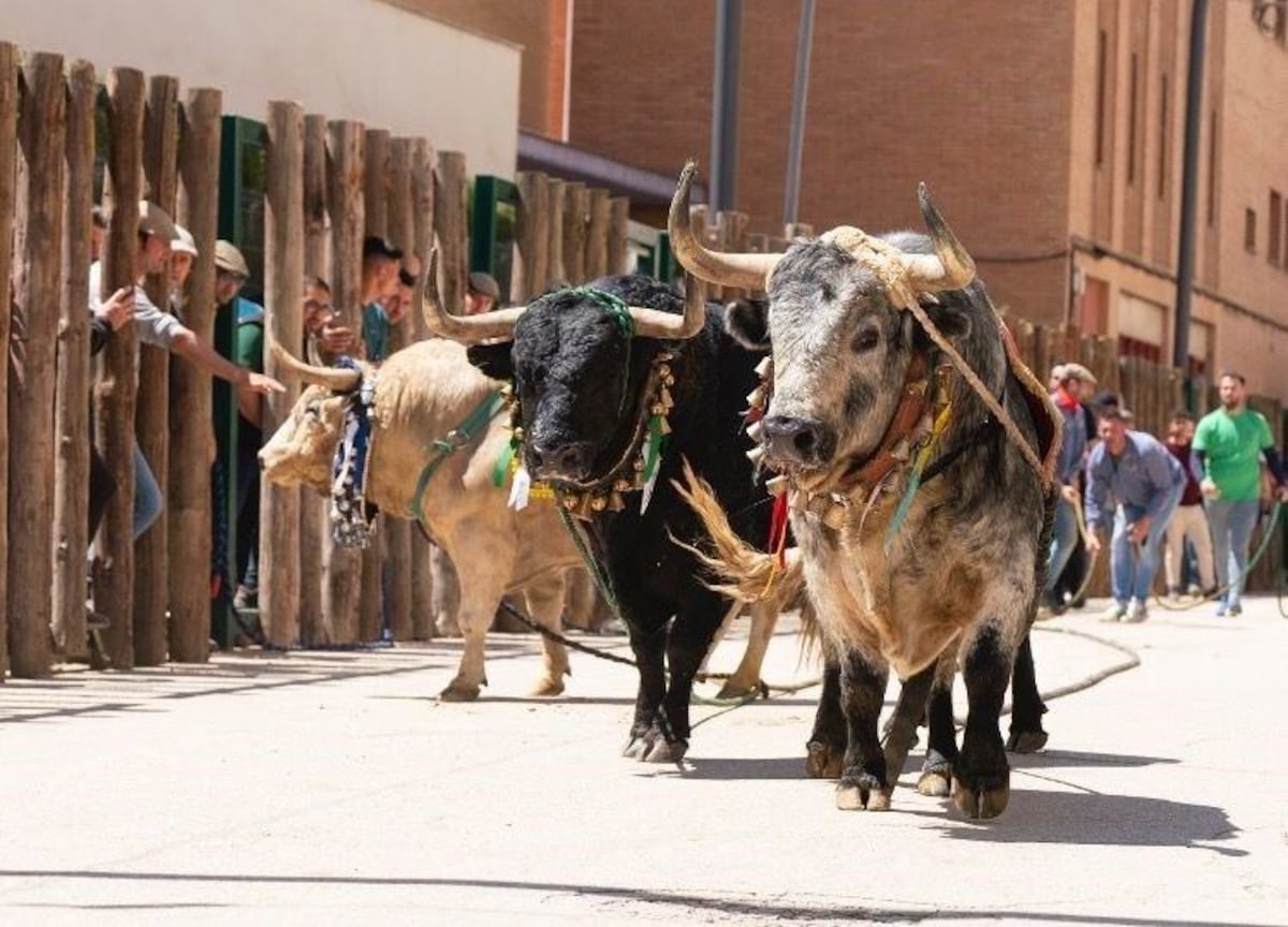 Toros: Muere corneado el ganadero Santiago Barrero San Román durante la celebración de los toros ensogados en Beas de Segura (Jaén) | Cultura | EL PAÍS