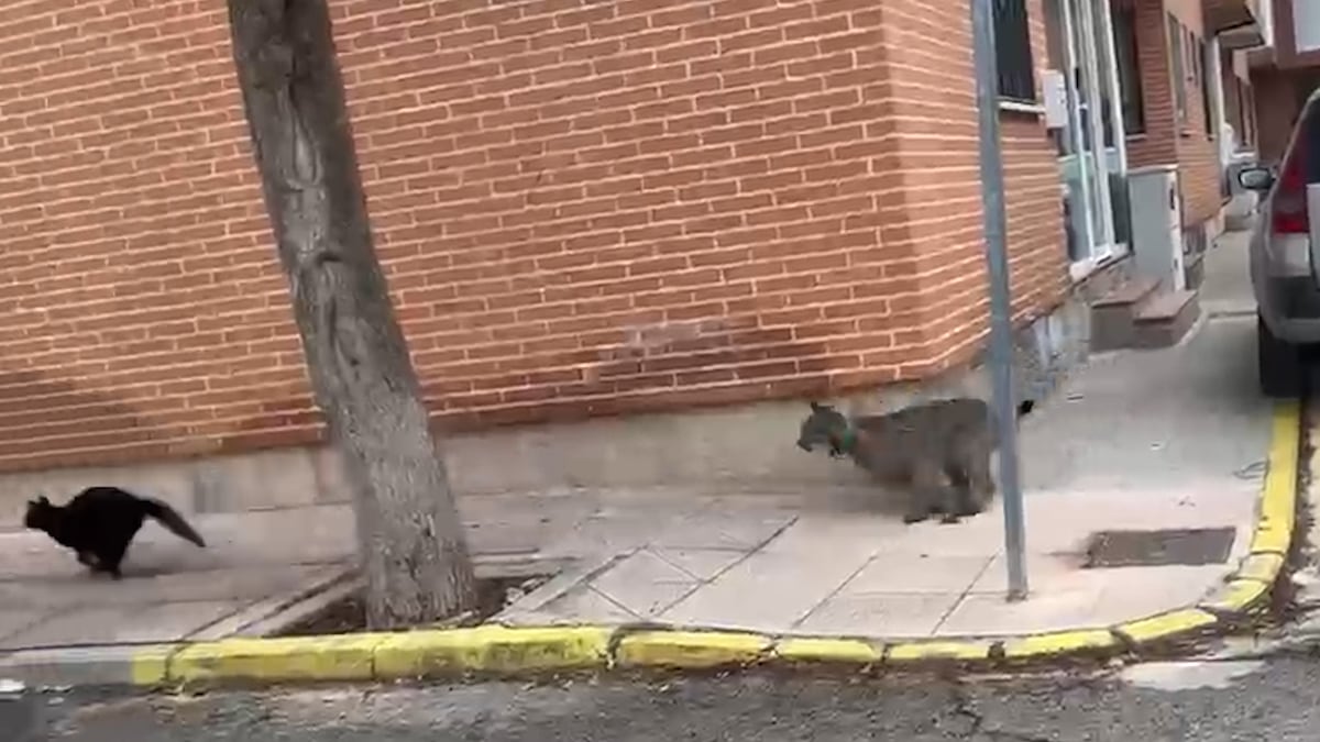 ‘Veneno’, el lince que caza gatos callejeros en un pueblo toledano | Clima y Medio Ambiente | EL PAÍS