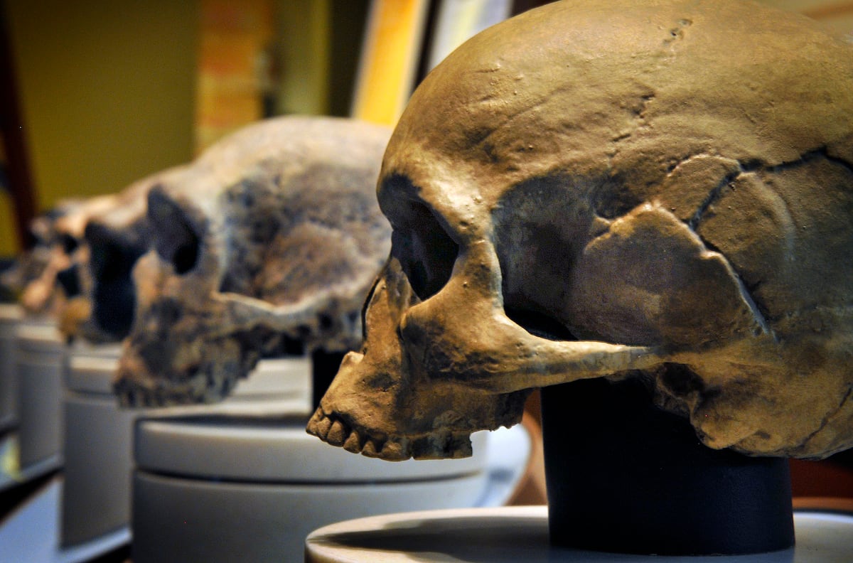 El misterio del lenguaje se hace más profundo | Opinión | EL PAÍS